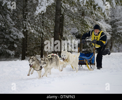 Maschio di musher dando dei calci a fuori con quattro corsa di cani da slitta a eventi marmora snofest Foto Stock