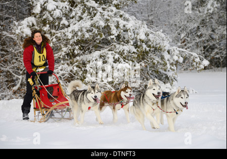 Musher femmina in uscita bosco innevato con quattro Huskies in una gara dogsled evento a Marmora Snofest Ontario Canada con coperta di neve alberi sempreverdi Foto Stock