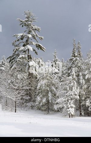 Coperta di neve albero sempreverde foresta dopo una tempesta di neve in inverno Marmora Ontario Canada Foto Stock