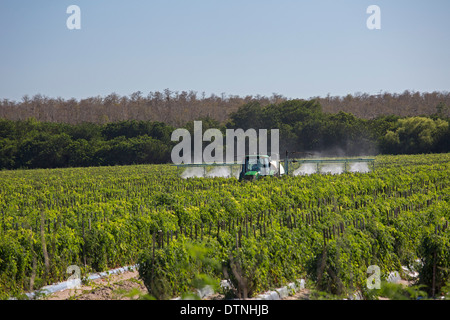 Un conducente del trattore di indossare abbigliamento protettivo e un respiratore spray antiparassitari sulle piante di pomodoro in Florida del sud. Foto Stock