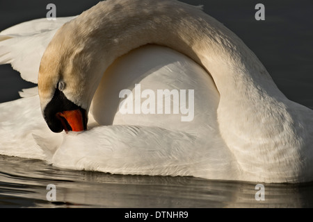 Cigno Bianco Rock Lake, Dallas, Texas, Stati Uniti d'America Foto Stock