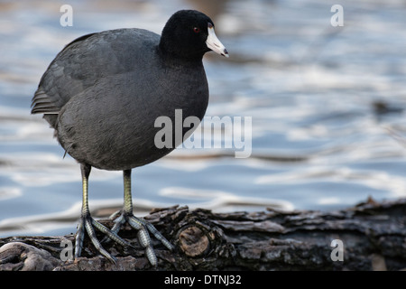 American coot in White Rock Lake, Dallas, Texas, Stati Uniti d'America Foto Stock