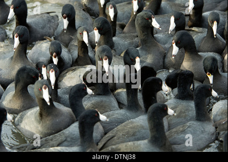 American coot in White Rock Lake, Dallas, Texas, Stati Uniti d'America Foto Stock