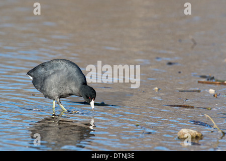 American coot in White Rock Lake, Dallas, Texas, Stati Uniti d'America Foto Stock