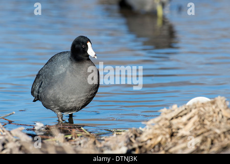 American coot in White Rock Lake, Dallas, Texas, Stati Uniti d'America Foto Stock