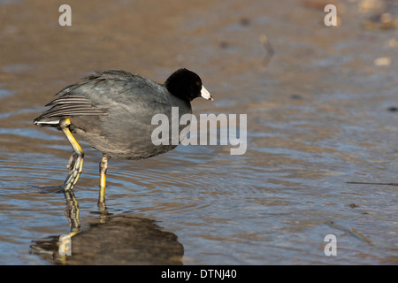 American coot in White Rock Lake, Dallas, Texas, Stati Uniti d'America Foto Stock