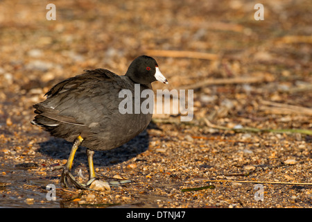 American coot in White Rock Lake, Dallas, Texas, Stati Uniti d'America Foto Stock