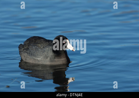 American coot in White Rock Lake, Dallas, Texas, Stati Uniti d'America Foto Stock