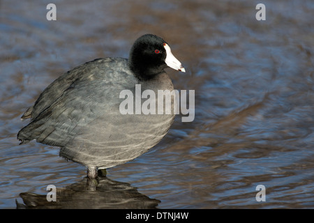 American coot in White Rock Lake, Dallas, Texas, Stati Uniti d'America Foto Stock