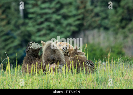 Orso grizzly seminare, Ursus arctos, sulla sua schiena, infermieristica due cuccioli a molla, il Parco Nazionale del Lago Clark, Alaska, STATI UNITI D'AMERICA Foto Stock