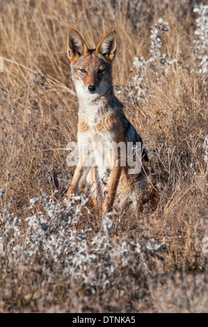 Ritratto di un nero-backed Jackal, Canis mesomelas, seduta in fiori selvatici, Etosha, Namibia, Africa occidentale Foto Stock