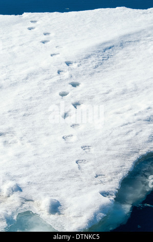 Orso polare Orme nella neve sulla banchisa nell'arcipelago delle Svalbard, Norvegia Foto Stock