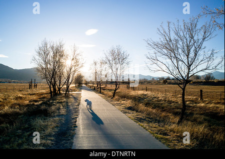 Sei mesi platinum golden retriever cane sulla pista ciclabile al tramonto, piccolo paese di montagna di salida, Colorado, STATI UNITI D'AMERICA Foto Stock