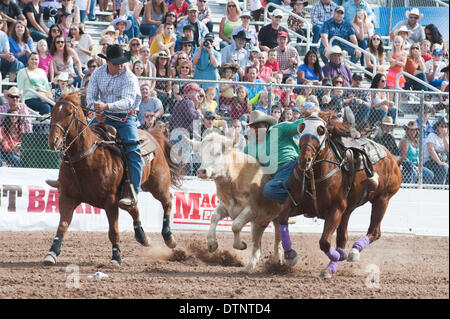 Tucson, Arizona, Stati Uniti. Il 21 febbraio, 2014. TOMMY COOK, lottato il suo sterzare in 7 secondi, per un secondo migliore al foruth prestazioni della Fiesta de Los Vaqueros a Tucson, in Arizona Cook risulteranno probabilmente fare le finali. Credito: Sarà Seberger/ZUMAPRESS.com/Alamy Live News Foto Stock