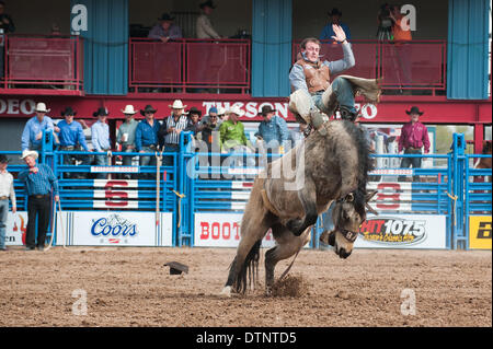 Tucson, Arizona, Stati Uniti. Il 21 febbraio, 2014. SHON GIBSON, segnato 71 punti in bareback concorrenza nella quarta prestazione al Fiesta de Los Vaqueros a Tucson, in Arizona L'evento è uno dei più grandi rodei negli Stati Uniti e occupa due weekend. Credito: Sarà Seberger/ZUMAPRESS.com/Alamy Live News Foto Stock