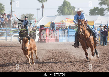 Tucson, Arizona, Stati Uniti. Il 21 febbraio, 2014. Team roping heeler SETH HALL fa un tentativo presso la quarta prestazione della Fiesta de Los Vaqueros a Tucson, in Arizona Il timone ha preso il via da lui, risultante in nessun tempo. Credito: Sarà Seberger/ZUMAPRESS.com/Alamy Live News Foto Stock