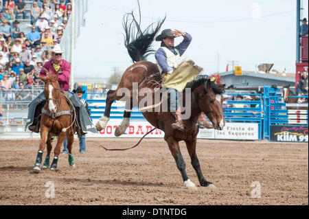 Tucson, Arizona, Stati Uniti. Il 21 febbraio, 2014. CALEB Bennett, ha preso 86 punti in bareback in sella alla quarta prestazione della Fiesta de Los Vaqueros a Tucson, in Arizona Bennett si passerà alla finalissima. Credito: Sarà Seberger/ZUMAPRESS.com/Alamy Live News Foto Stock