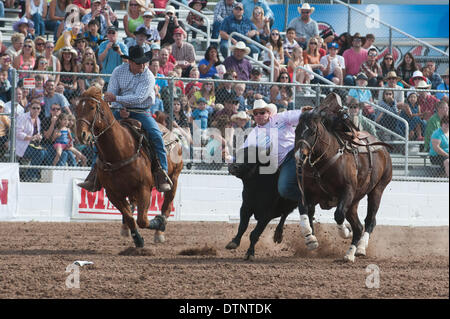 Tucson, Arizona, Stati Uniti. Il 21 febbraio, 2014. DAKOTA ELDRIDGE ha preso gli onori nel quarto steer prestazioni di wrestling al Fiesta de Los Vaqueros a Tucson, in Arizona con 5,6 secondi. Eldridge appariranno probabilmente in finali di domenica. Credito: Sarà Seberger/ZUMAPRESS.com/Alamy Live News Foto Stock