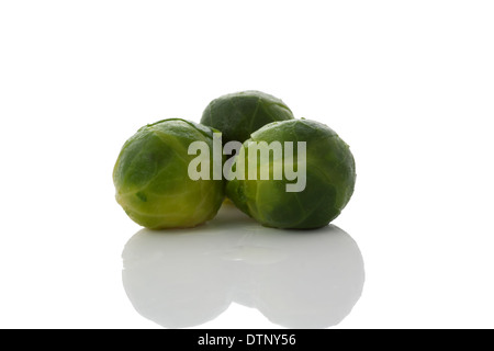 Fresco germoglio di Bruxelles Foto Stock