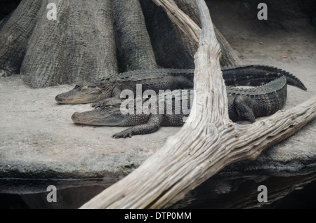 Due americani alligatori (ALLIGATOR MISSISSIPPIENSIS) in basking. Foto Stock