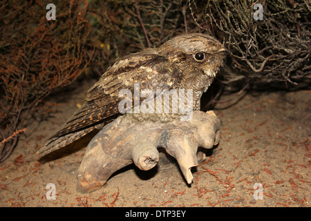 Tassidermia Nightjar Caprimulgus europaeus Foto Stock