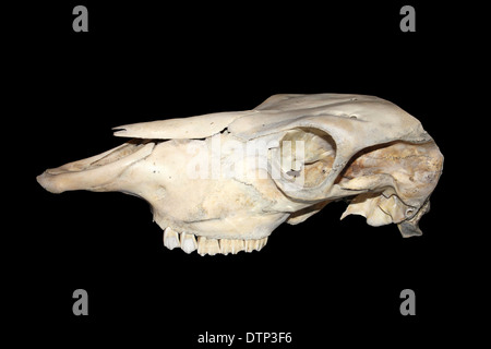 Cranio della mucca Foto Stock