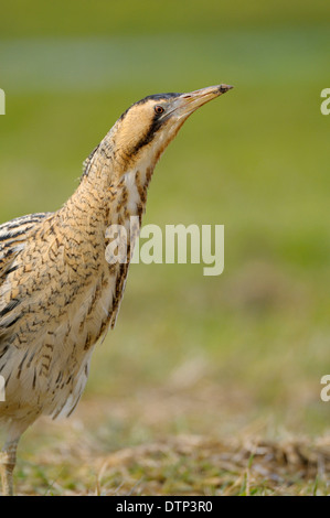 Tarabuso, Renania settentrionale-Vestfalia, Germania / (Botaurus stellaris) Foto Stock