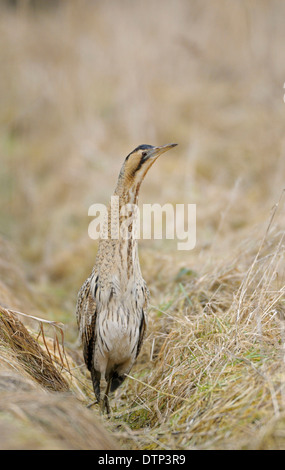 Tarabuso, Renania settentrionale-Vestfalia, Germania / (Botaurus stellaris) Foto Stock