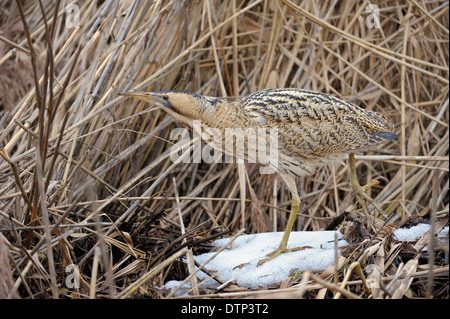 Tarabuso, Renania settentrionale-Vestfalia, Germania / (Botaurus stellaris) Foto Stock