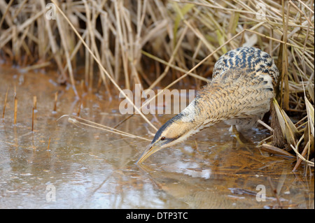 Tarabuso, Renania settentrionale-Vestfalia, Germania / (Botaurus stellaris) Foto Stock