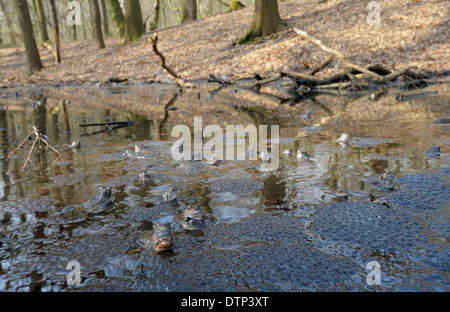 Politica europea comune in materia di rane, Renania settentrionale-Vestfalia, Germania / (Rana temporaria) / spawn, la deposizione delle uova Foto Stock