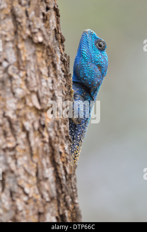 Struttura meridionale AGAMA SA, Blu-throated AGAMA SA (Acanthocercus atricollis), su un tronco di albero, Kruger National Park, Sud Africa e Africa Foto Stock