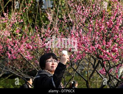 (140222) -- Shanghai, 22 febbraio, 2014 (Xinhua) -- Un visitatore prende le foto di fiori di susina a Xinzhuang Park a Shanghai in Cina orientale, 22 febbraio, 2014. Alberi di prugne al Park sono a fioritura con la temperatura in aumento dopo un periodo di pioggia a Shanghai. (Xinhua/Liu Ying) (WF) Foto Stock