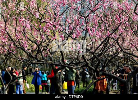 (140222) -- Shanghai, 22 febbraio, 2014 (Xinhua) -- i visitatori godere di fiori di susina a Xinzhuang Park a Shanghai in Cina orientale, 22 febbraio, 2014. Alberi di prugne al Park sono a fioritura con la temperatura in aumento dopo un periodo di pioggia a Shanghai. (Xinhua/Liu Ying) (WF) Foto Stock