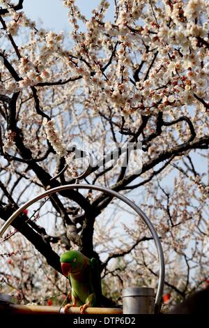 (140222) -- Shanghai, 22 febbraio, 2014 (Xinhua) -- Fiori di susina sono visti a Xinzhuang Park a Shanghai in Cina orientale, il 22 febbraio, 2014. Alberi di prugne al Park sono a fioritura con la temperatura in aumento dopo un periodo di pioggia a Shanghai. (Xinhua/Liu Ying) (WF) Foto Stock