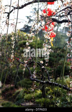 (140222) -- Shanghai, 22 febbraio, 2014 (Xinhua) -- Fiori di susina sono visti a Xinzhuang Park a Shanghai in Cina orientale, il 22 febbraio, 2014. Alberi di prugne al Park sono a fioritura con la temperatura in aumento dopo un periodo di pioggia a Shanghai. (Xinhua/Liu Ying) (WF) Foto Stock