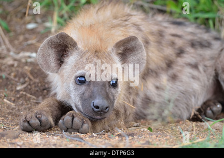 Spotted Hyena cub (Crocuta crocuta), giacente sul terreno, il Parco Nazionale Kruger, Sud Africa e Africa Foto Stock