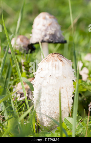 Testa a fungo non commestibile shaggy copertura di inchiostro in autunno Foto Stock