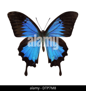 Papilio ulysses Foto Stock