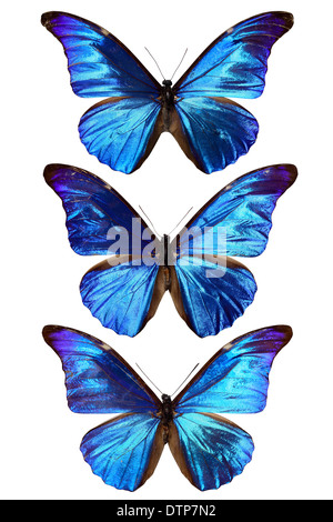 Tre blu morpho Foto Stock