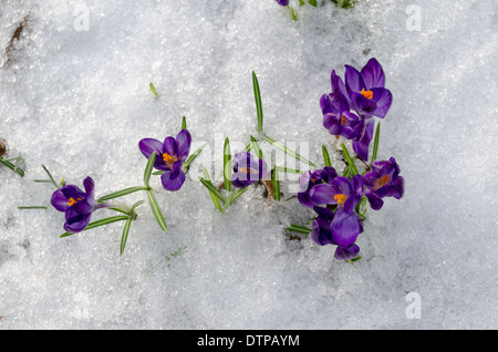 Close up di luminoso prima molla di crochi viola sul bianco della neve Foto Stock