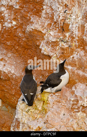 Comune di Guillemots, coppia, Isola di Helgoland, Schleswig-Holstein, Germania / (Uria aalge) Foto Stock