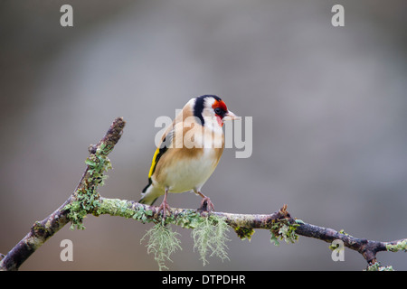 Cardellino, Carduelis carduelis,su lichene ramo coperti Foto Stock