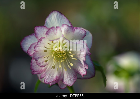 Helleborus x hybridus, Frassino ibridi da giardino, doppio modulo, Picotees bianco Foto Stock