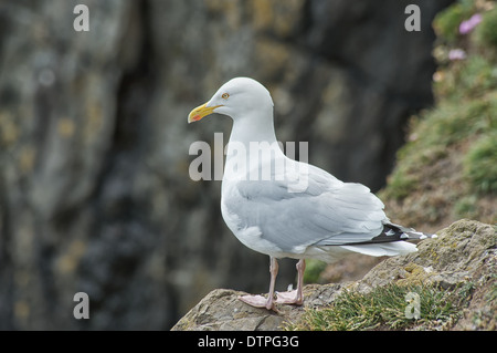 Aringhe adulte gabbiano Foto Stock