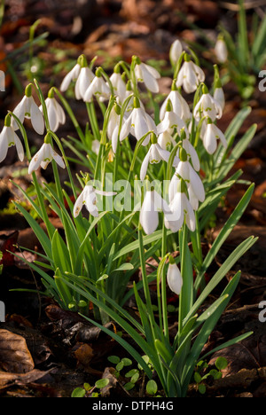 Snowdrops growing in woodland Foto Stock