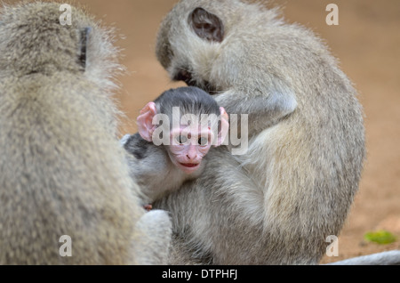 Le scimmie Vervet (Cercopithecus aethiops), adulti e baby, Kruger National Park, Sud Africa e Africa Foto Stock
