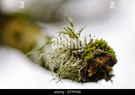 Licheni e muschi che crescono su la fine di un ramo Foto Stock