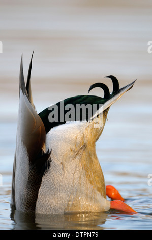 Il Germano Reale, drake, Renania settentrionale-Vestfalia, Germania / (Anas platyrhynchos) Foto Stock