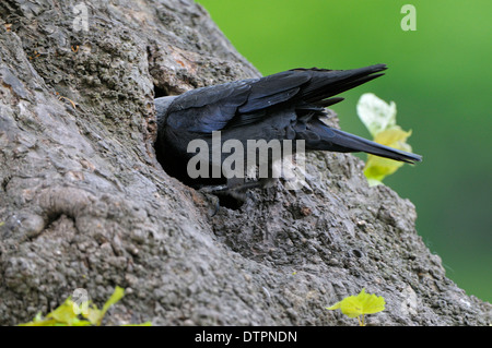 La cornacchia, alimentazione, borken, Germania / (Corvus monedula) Foto Stock